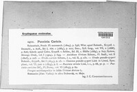 Puccinia caricis image
